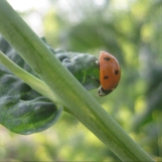 cropped-ladybug